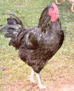 Repopulating the Endangered Heritage Java Chicken Image